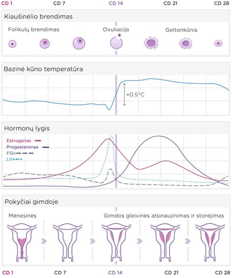 Schema moters menstruacinio ciklo fazių ir hormonų svyravimų