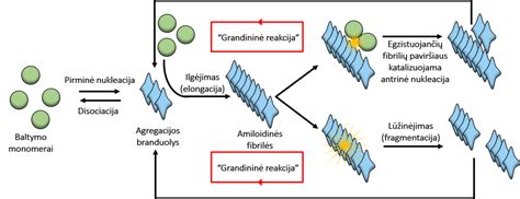 Schema, iliustruojanti kefalohematomos susidarymą