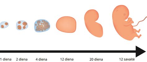 embriono vystymasis 6 savaitę