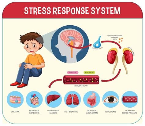 Schema, iliustruojanti streso poveikį hormoninei sistemai