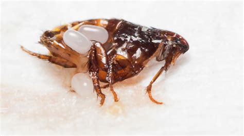 Parazitų kiaušinėliai mikroskope