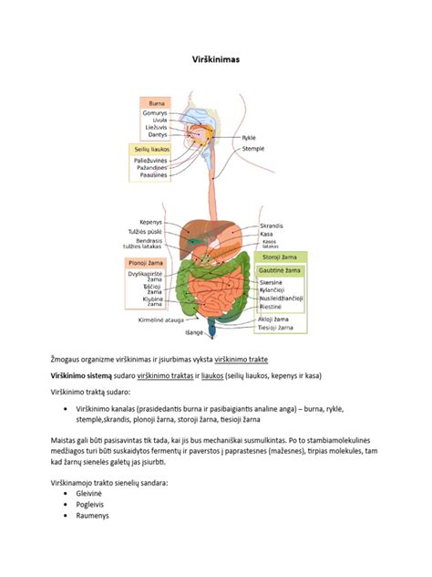 Scheminis virškinimo trakto paveikslėlis su pažymėtomis galimomis kraujavimo vietomis