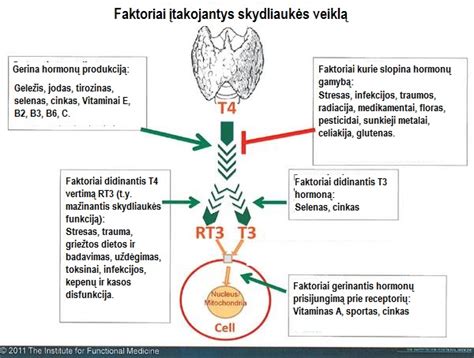 skydliaukė ir jos hormonai