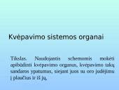 Schema, iliustruojanti kvėpavimo sistemos pokyčius nėštumo metu