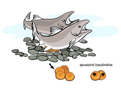 schema išorinio apvaisinimo pas žuvis