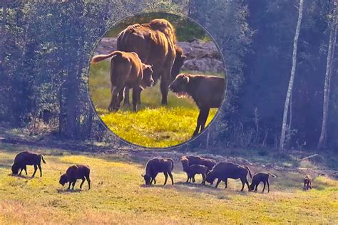 Du skirtingų lyčių dvyniai