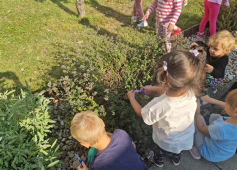 Vaizdinė medžiaga apie projektą „Miškas darželyje“