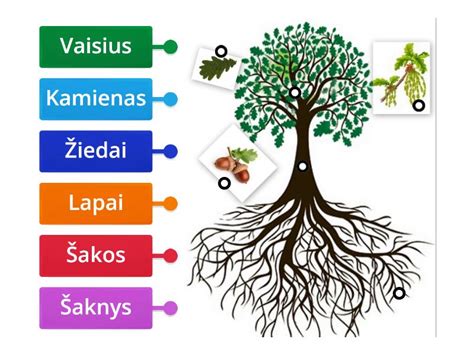 Medžio augimo schema