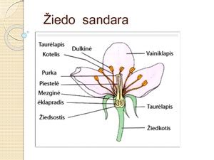 Schema: Žiedo sandara ir apvaisinimas augaluose
