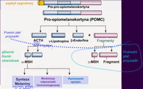 schema hormonų sistemos