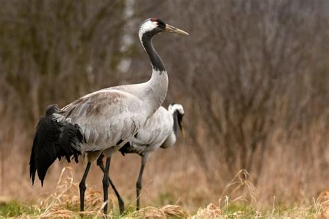 origami paukštis gervė