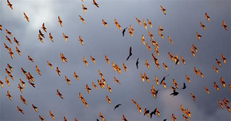 paukščių migracijos schema