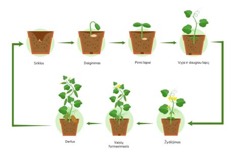 Schema: Daržovių auginimo ciklas