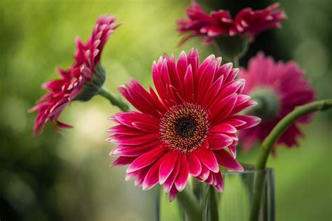 Dekoratyviniai astrinių šeimos augalai: jurginas, astras, gerbera