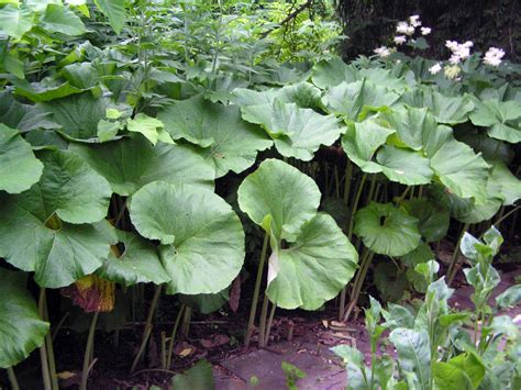 Šaukštis (Cacalia) augalas