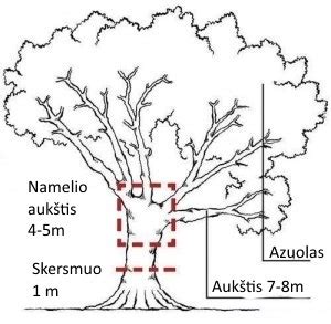Vaikiško namelio vieta