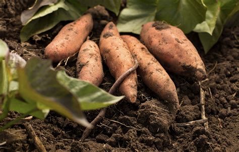 saldžiosios bulvės ir šalavijai