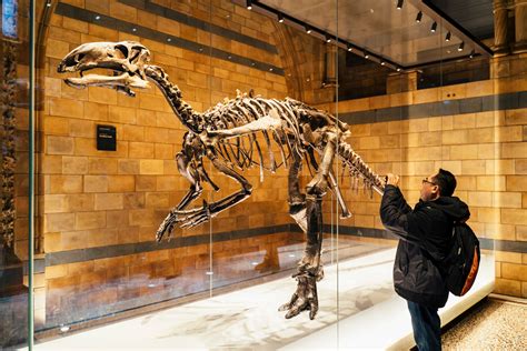 dinozauras Gamtos Istorijos muziejuje