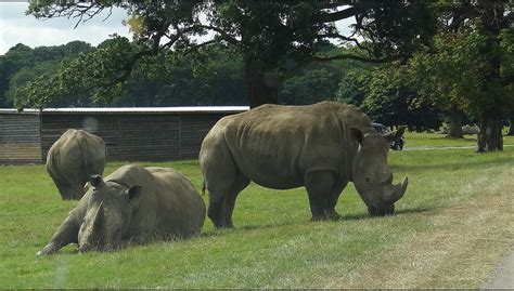 gyvūnai Woburn Safari Park
