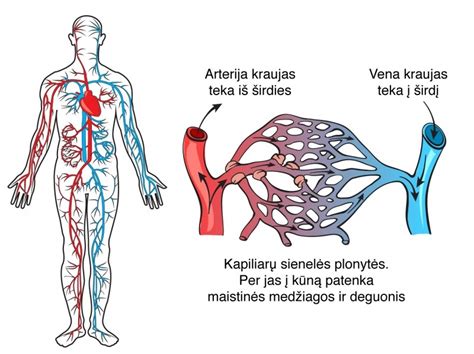 Placentos kraujagyslių schema