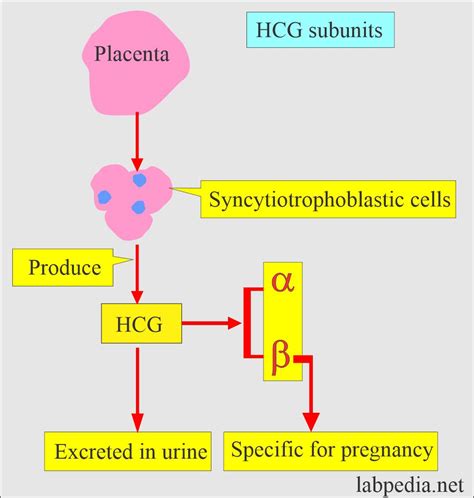 Schematinis hCG tyrimo principas
