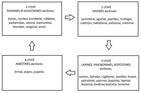 Schematinis sėjomainos pavyzdys darže