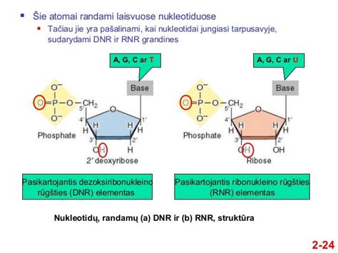 DNR molekulės struktūra