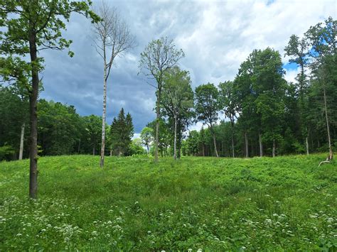 Miško medžių pokalbis