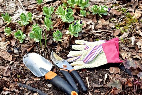 Pavasarinis dirvos paruošimas daržui