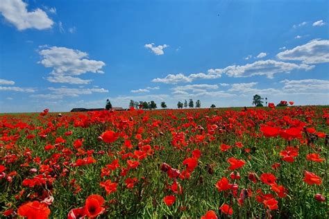 aguonų laukas raudonas