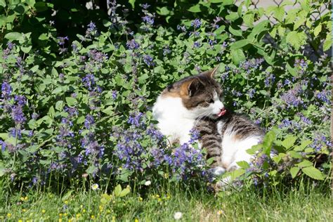 Augalai, atbaidantys kates