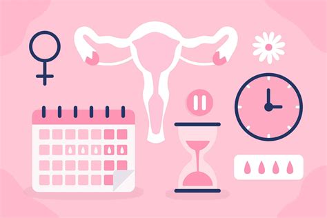 Menstruacijų ciklo fazės