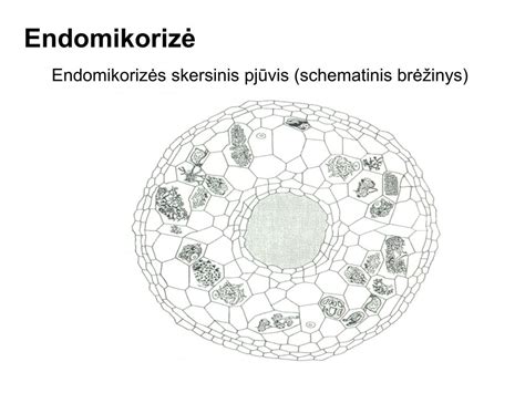 Schematinis daržovės su šakniavaisiu pjūvis