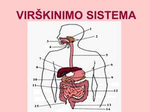 Žmogaus virškinimo sistemos schema su mikroflora