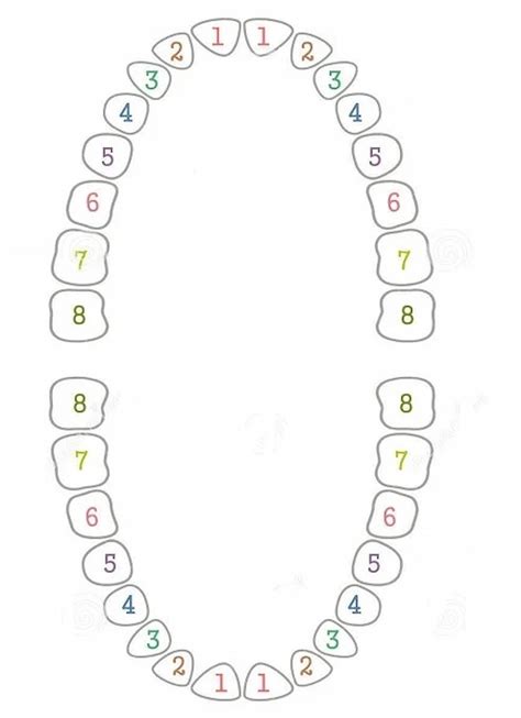 Dantų tipų schema
