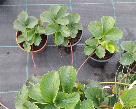 Braškių lysvės su agroplėvele