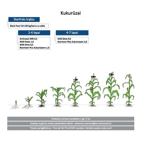 Tręšimo schema daržovėms