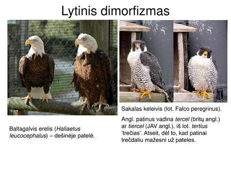 Lytinis dimorfizmas gyvūnų pasaulyje