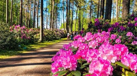 Rožiniai rododendrų žiedai