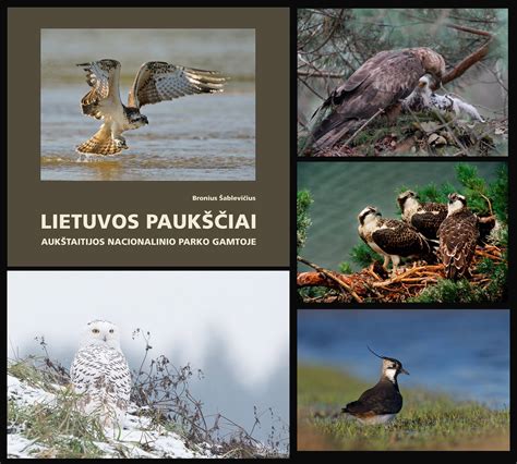 Įvairiaspalviai paukščiai gamtoje