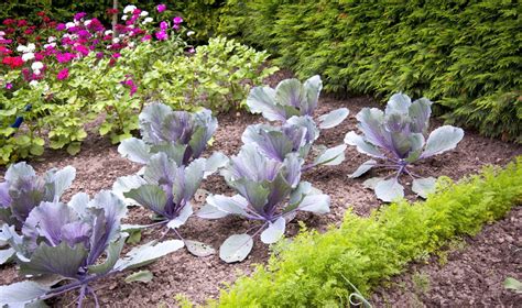 Daržovių lysvės liepos mėnesį