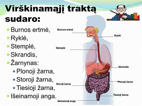 Scheminis žmogaus virškinimo traktas
