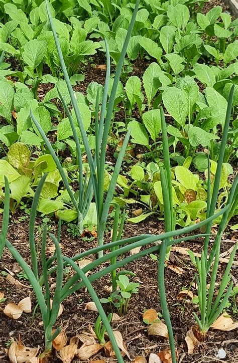Įvairūs daržo tipai: nuo tradicinio iki miesto
