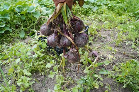 Derliaus nuėmimas ir dirvos paruošimas