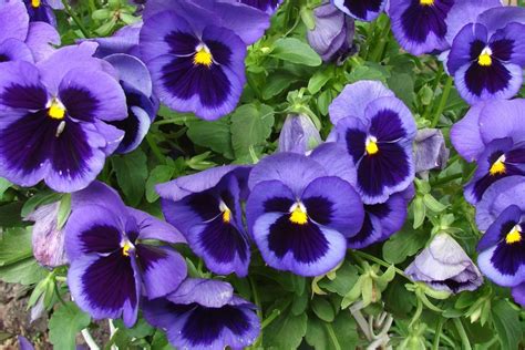 irisai ir našlaitės