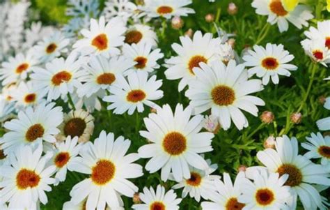 ramunės ir kvapusis pelėžirnis