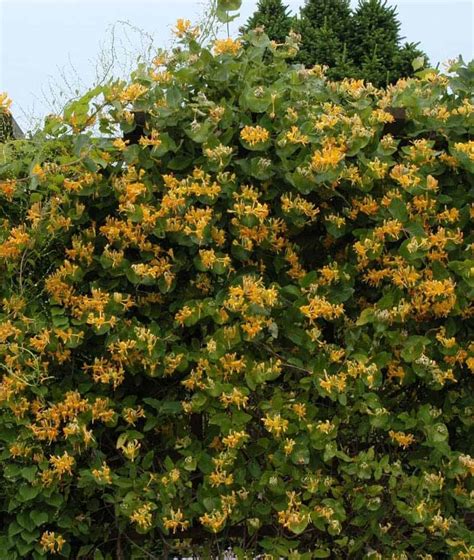 rožės ir sausmedis