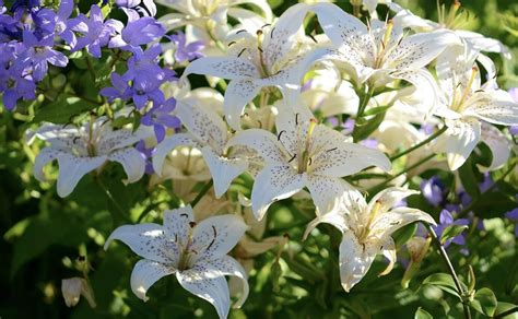 pentiniai ir vandens lelijos