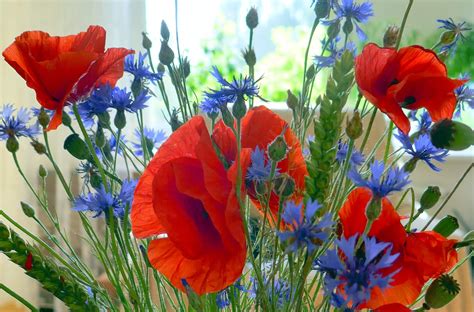 kardeliai ir aguonos