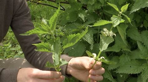 Vaistažolių nuotrauka, kurios vartojamos sausam kosuliui gydyti